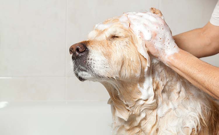 Consejos útiles para bañar a un perro