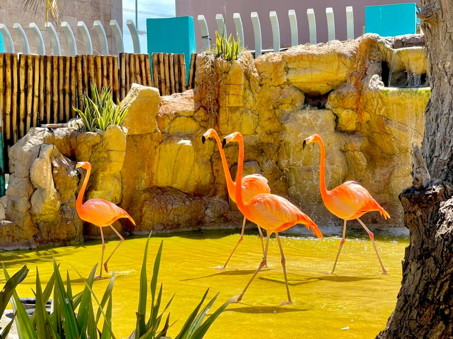 A visitar flamingos y peces, en el Acuario Mazatlán