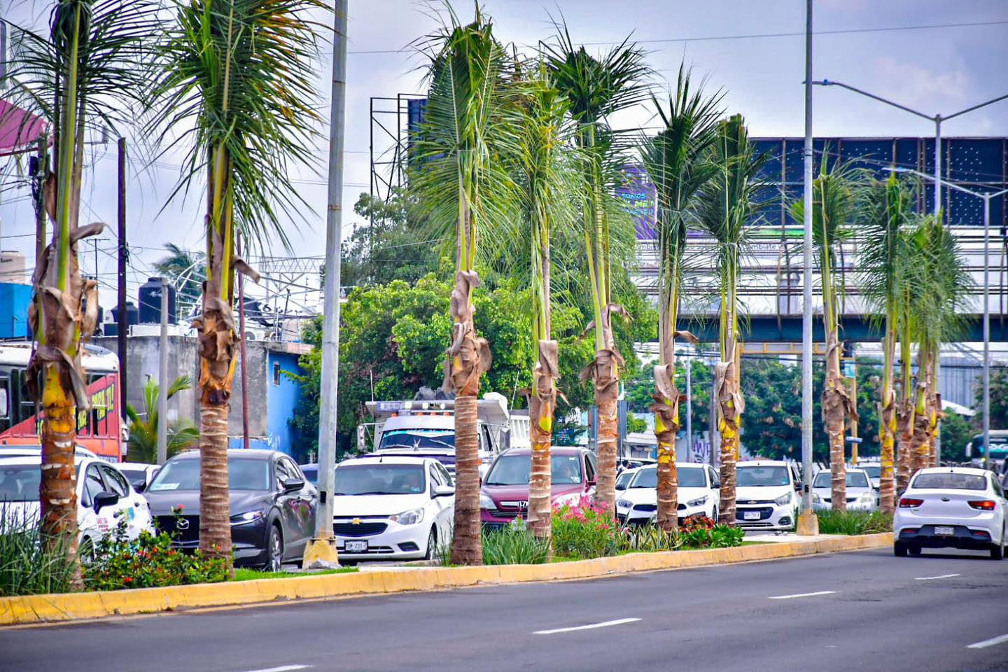 Instalan palmeras cocoteras en el acceso norte de la ciudad